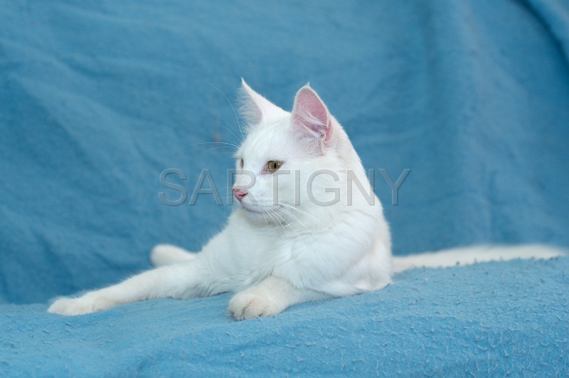 ANGORRA TURC 041.jpg